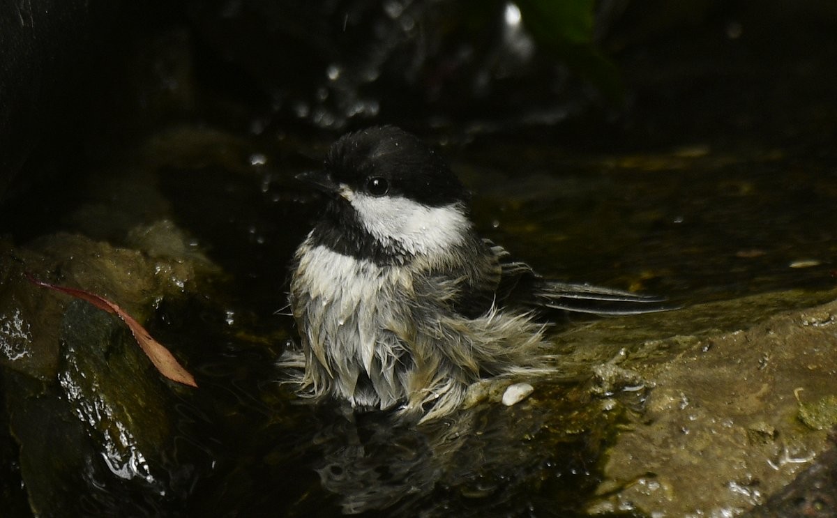 Black-capped Chickadee - ML646335049