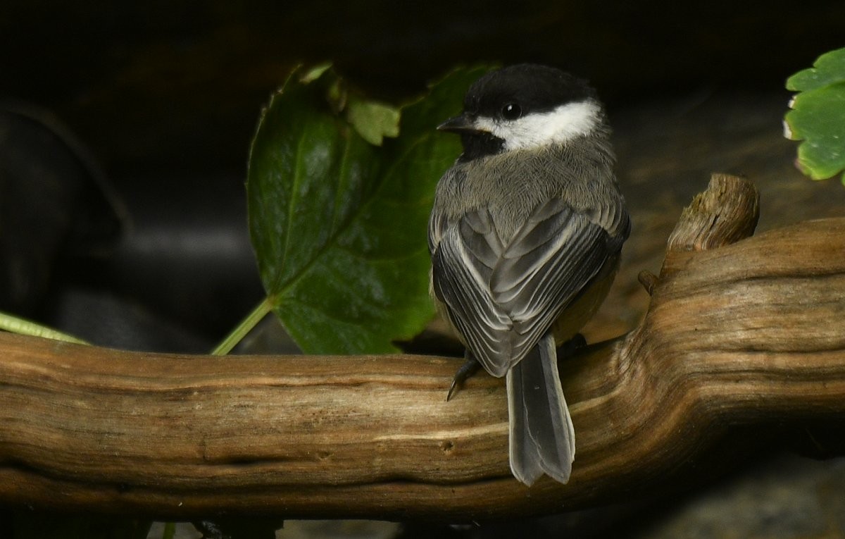 Black-capped Chickadee - ML646335050