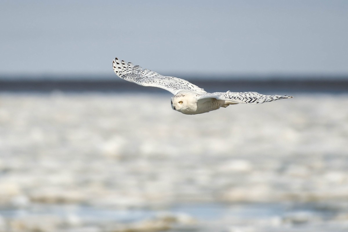 Snowy Owl - ML646335051