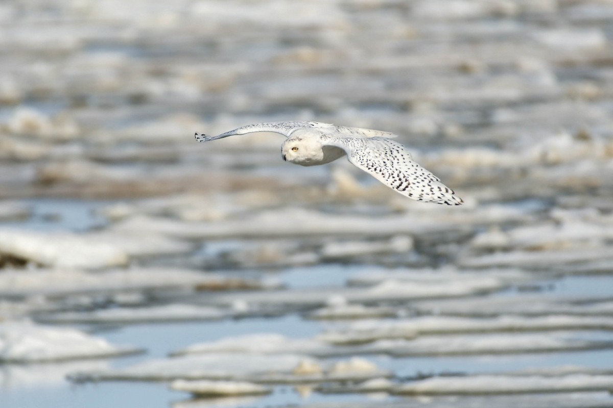 Snowy Owl - ML646335052