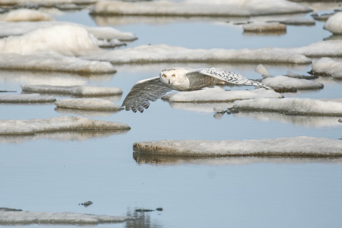 Schneeeule - ML646335053