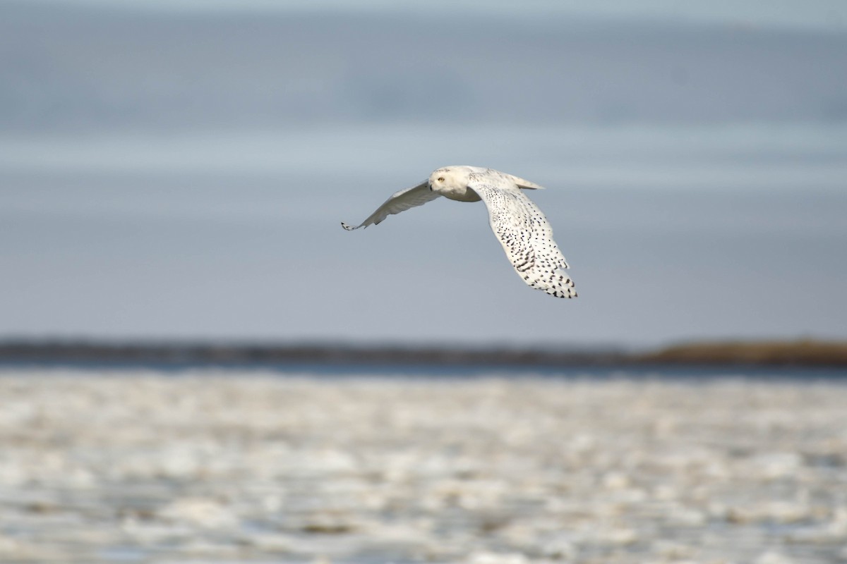 Snowy Owl - ML646335054