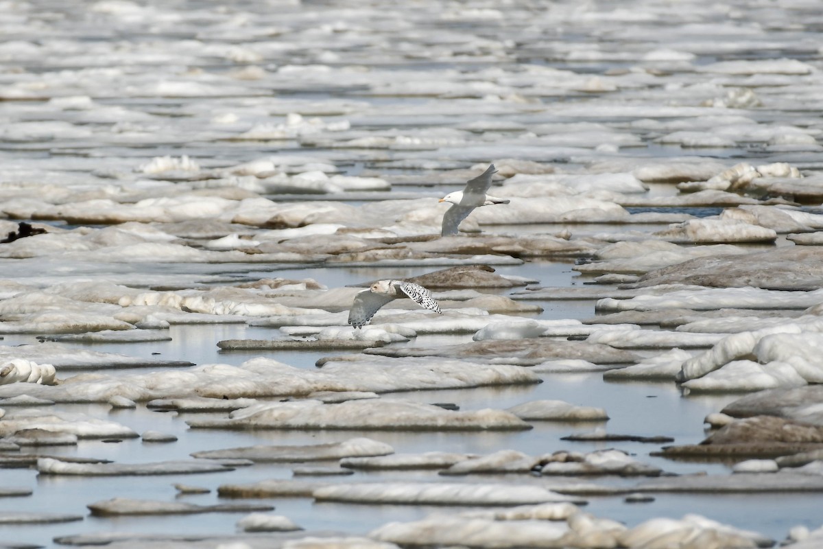 Snowy Owl - ML646335055