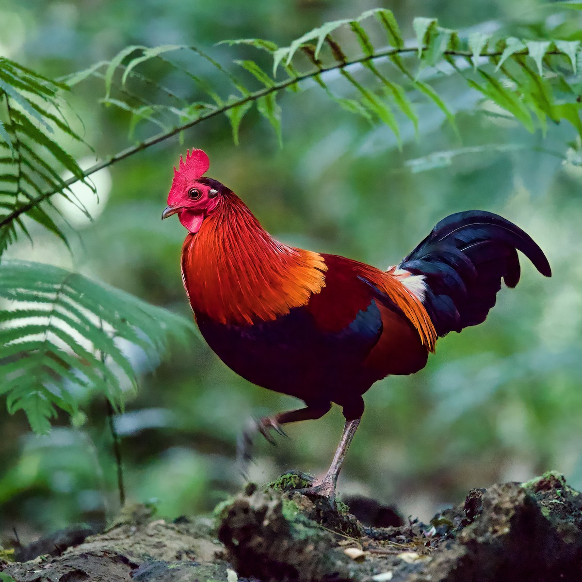 Bankivahuhn - ML646335057