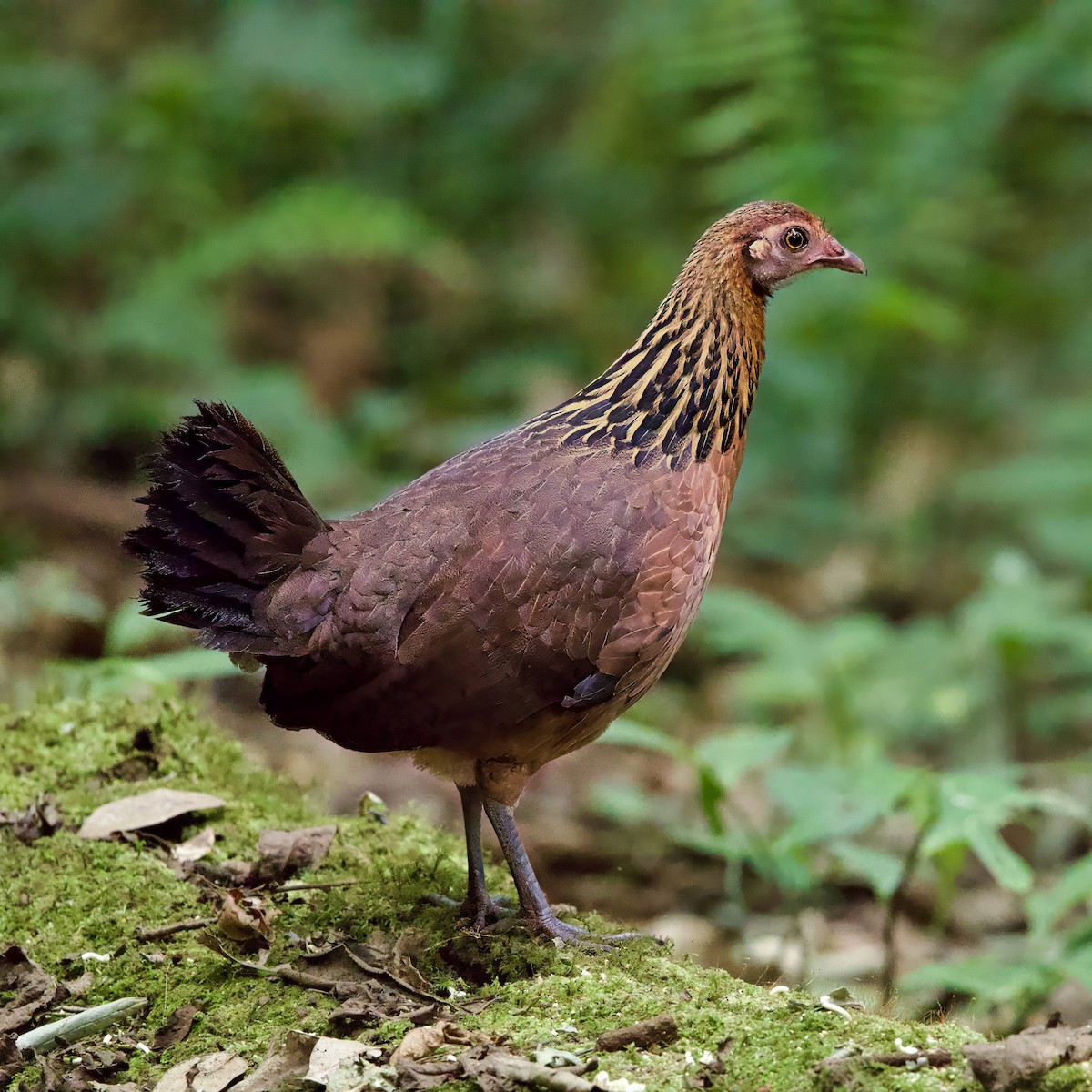 Bankivahuhn - ML646335058