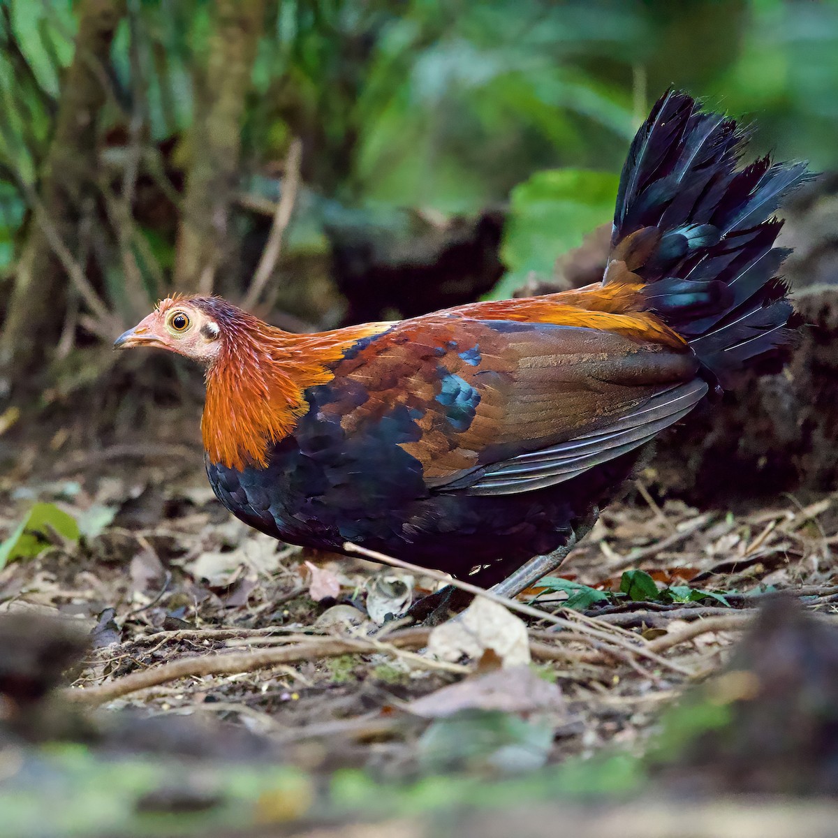 Bankivahuhn - ML646335059