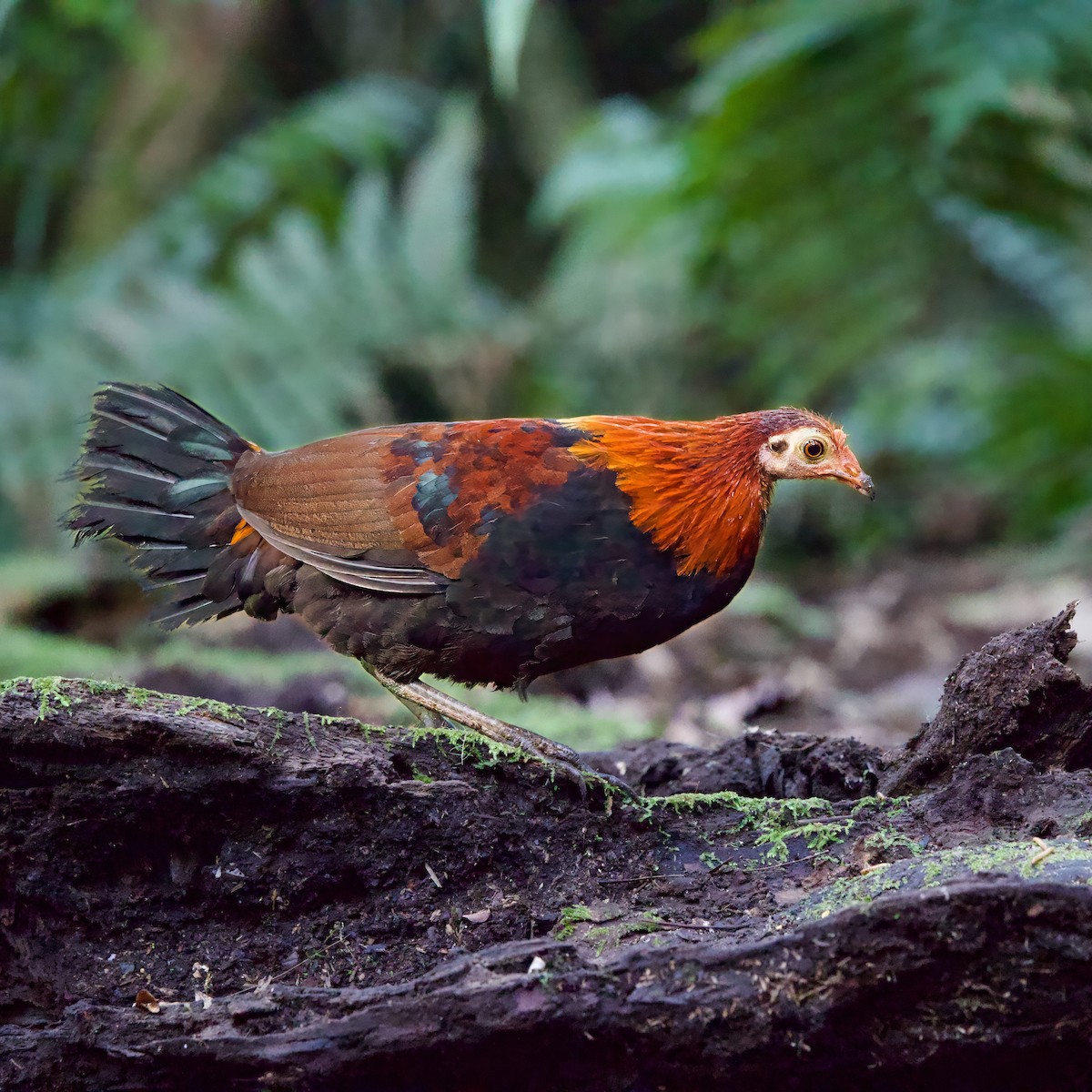 Bankivahuhn - ML646335060