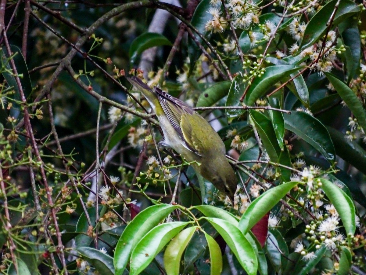 Brauenwaldsänger - ML646335061