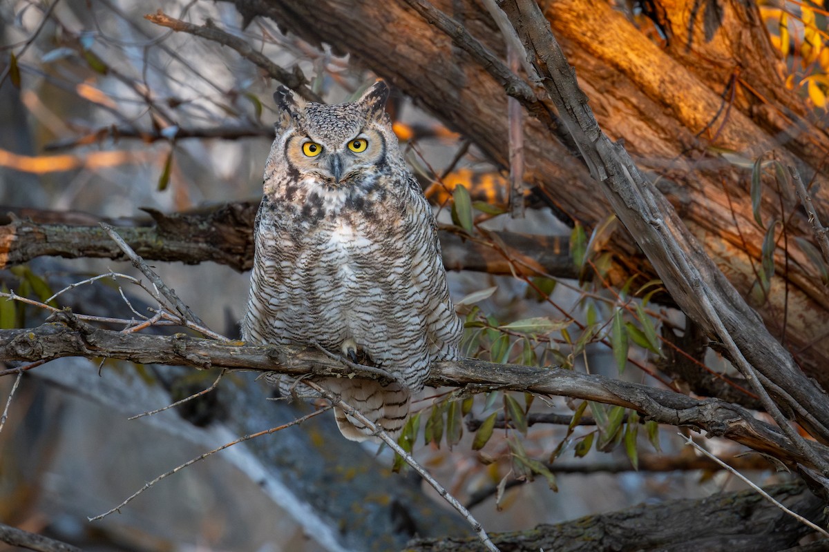 Virginiauhu - ML646335063