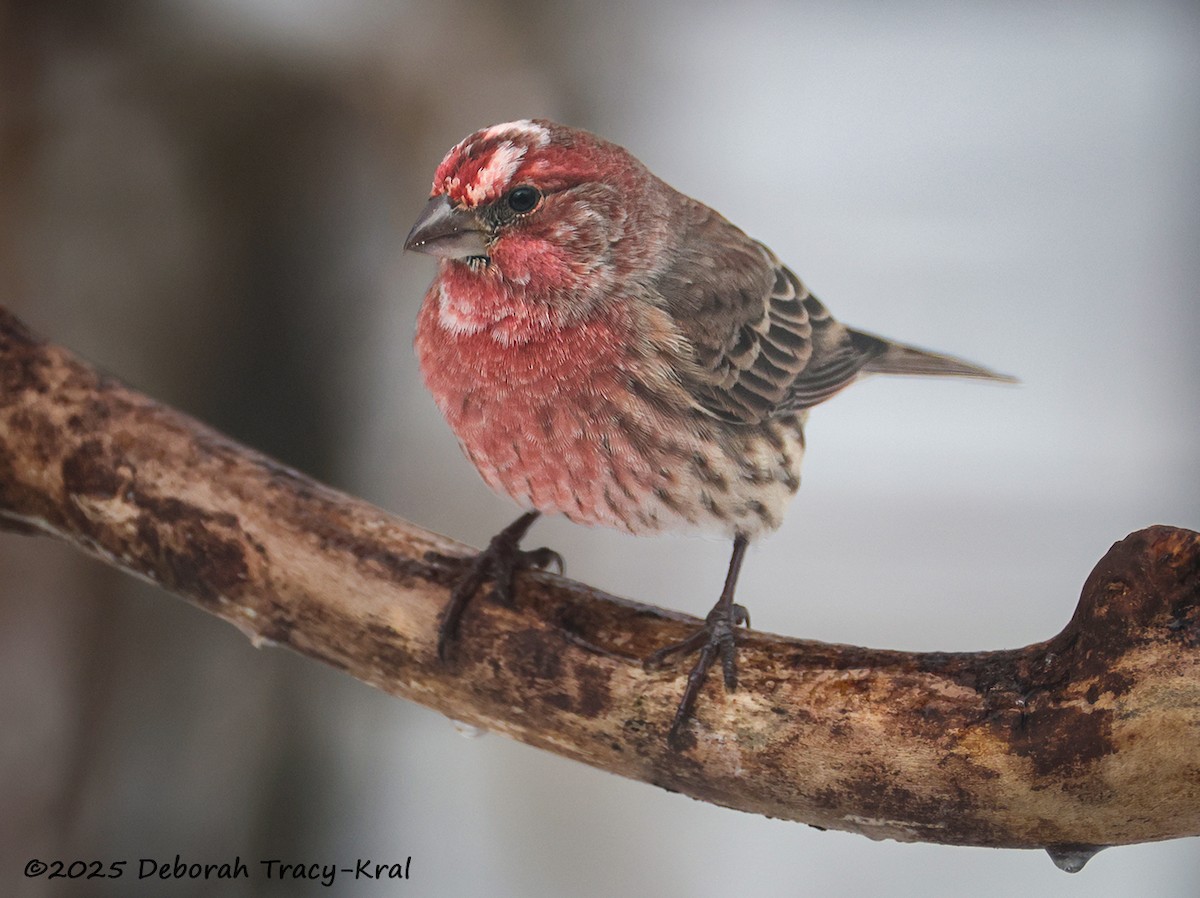 Hausgimpel - ML646335064