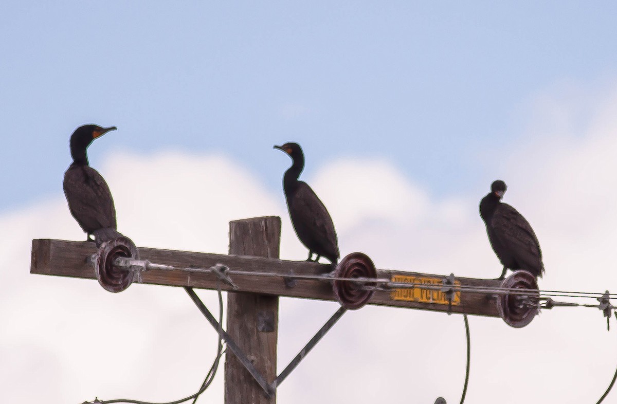 Ohrenscharbe - ML646335066