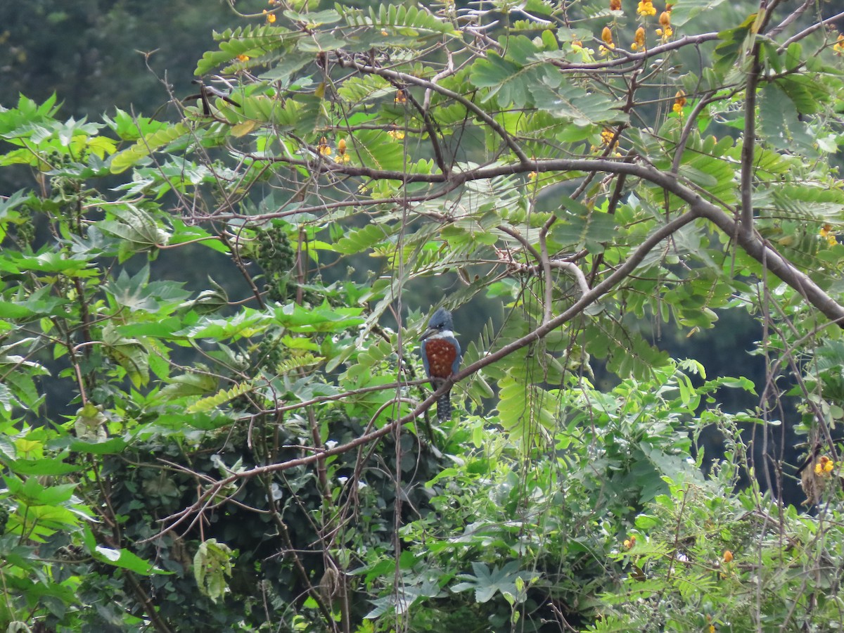 Rotbrustfischer - ML646335067