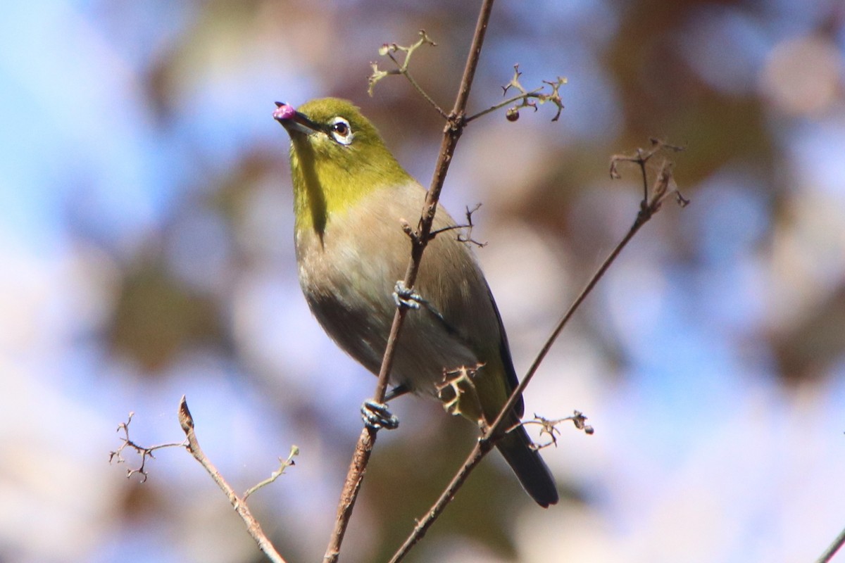 Japanbrillenvogel - ML646335069