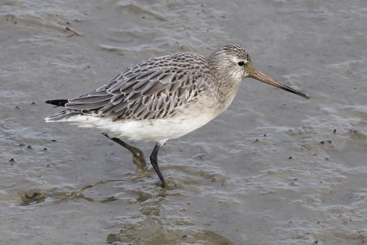 Pfuhlschnepfe - ML646335070