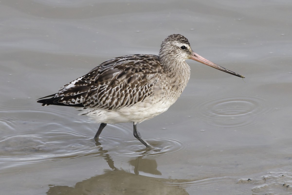 Pfuhlschnepfe - ML646335071