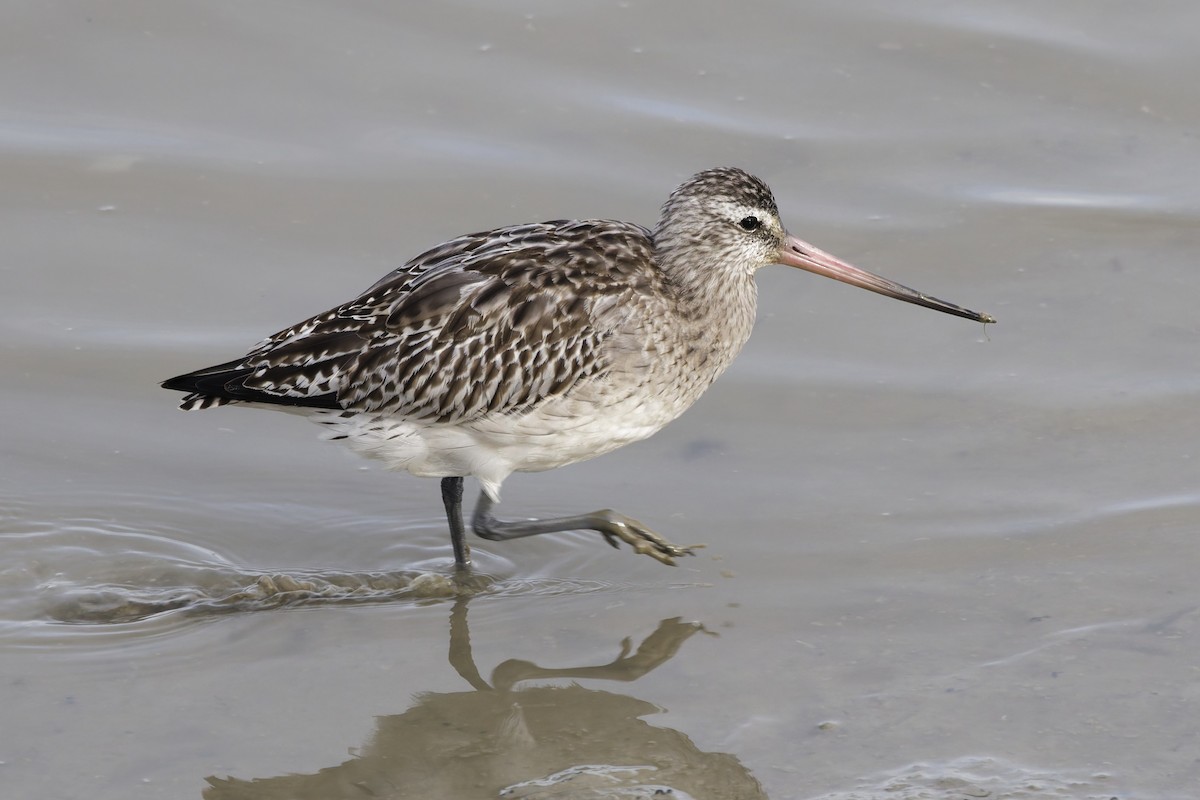 Pfuhlschnepfe - ML646335072