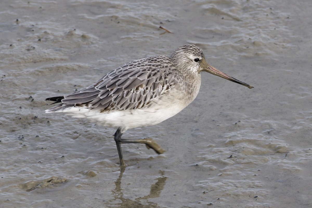 Pfuhlschnepfe - ML646335073