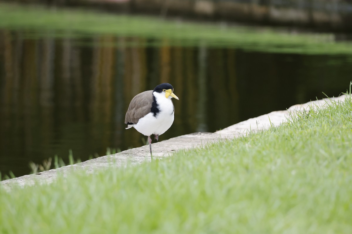 Masked Lapwing - ML646335074