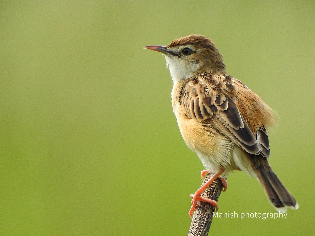 Zistensänger - ML646335075