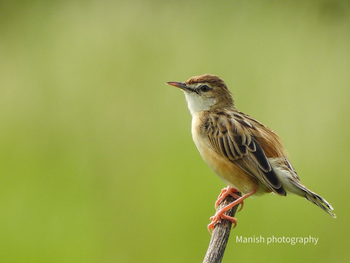 Zistensänger - ML646335076