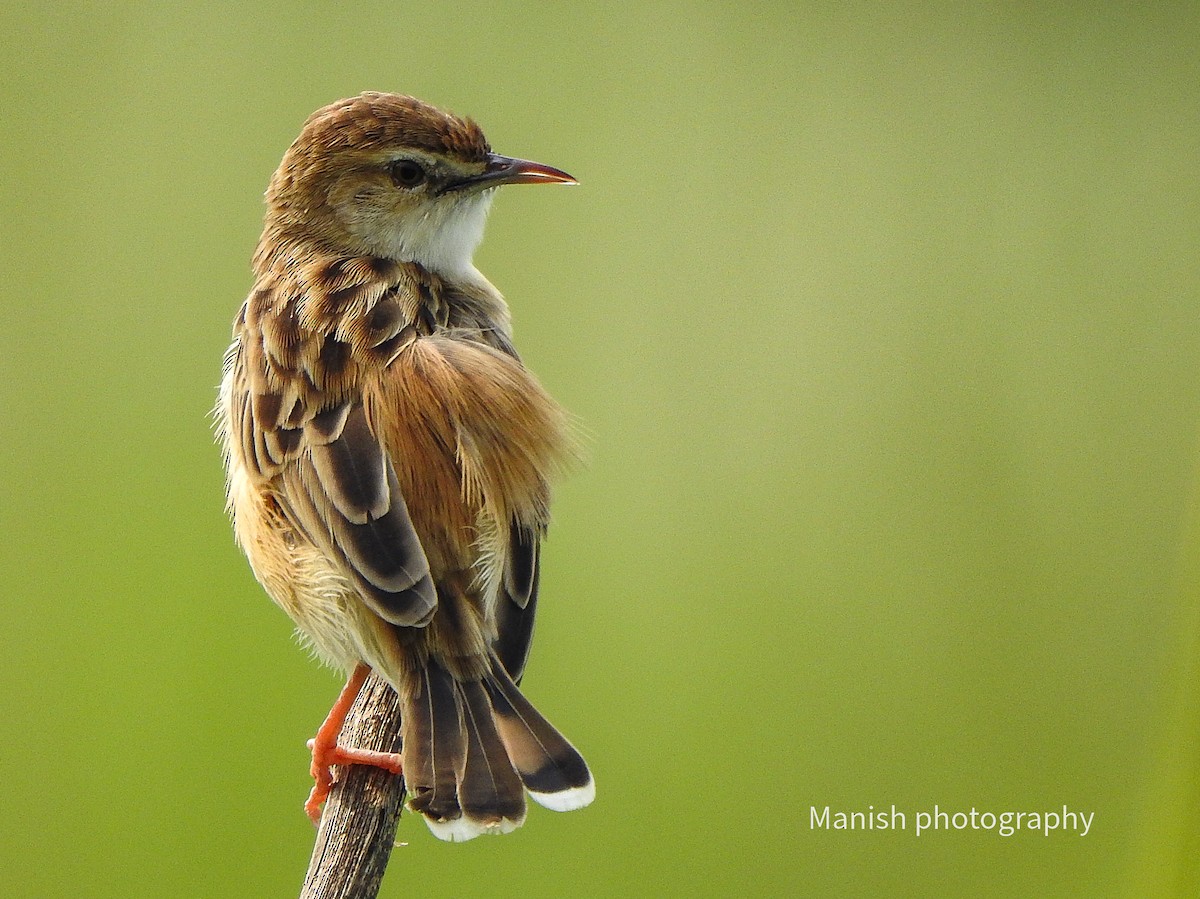 Zistensänger - ML646335077