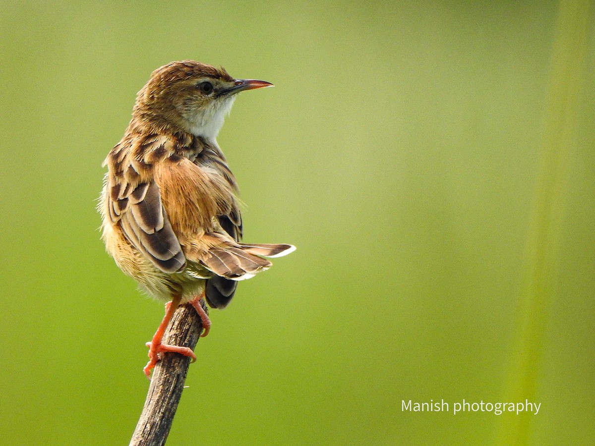 Zistensänger - ML646335078