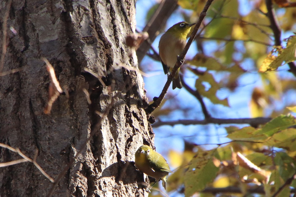 Japanbrillenvogel - ML646335080