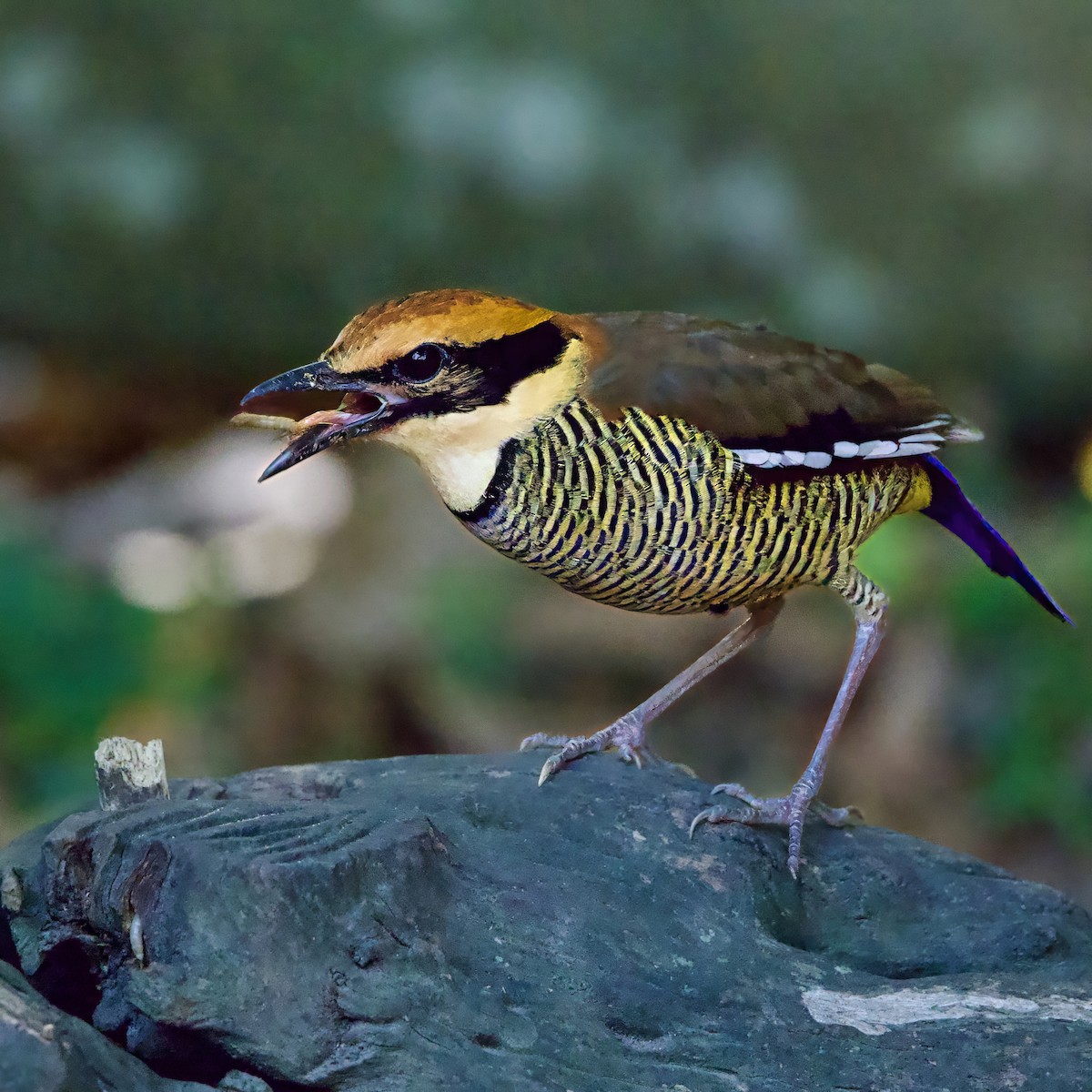 Javabindenpitta - ML646335082