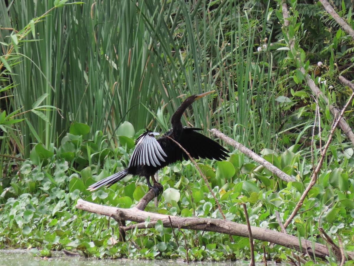 Amerika-Schlangenhalsvogel - ML646335083