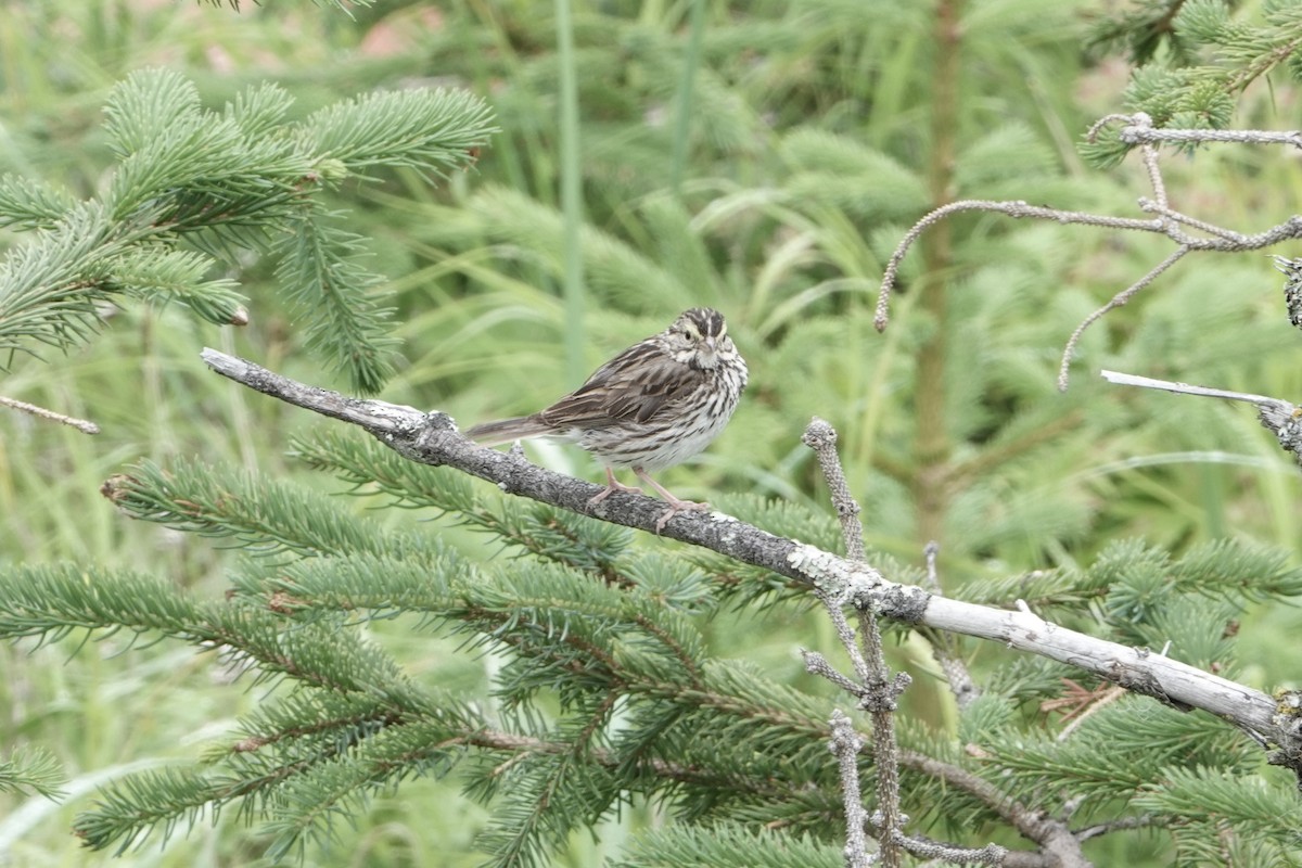 Grasammer - ML646335084