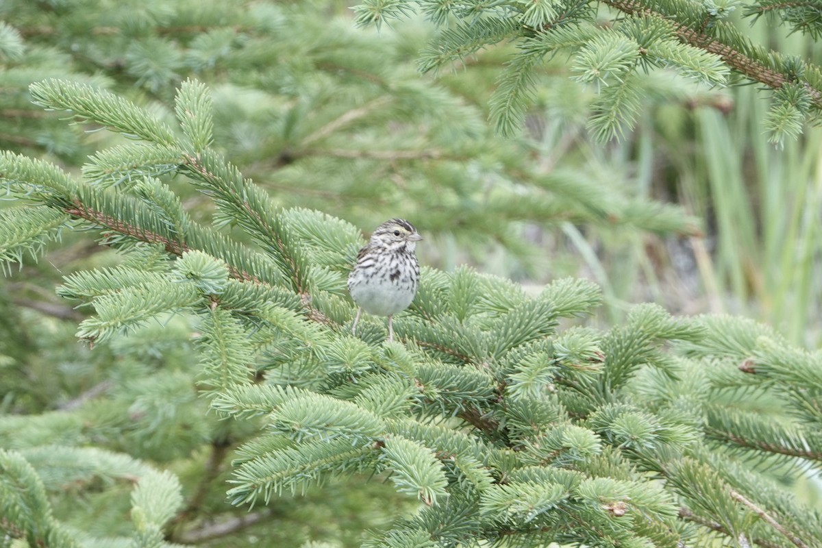 Grasammer - ML646335085