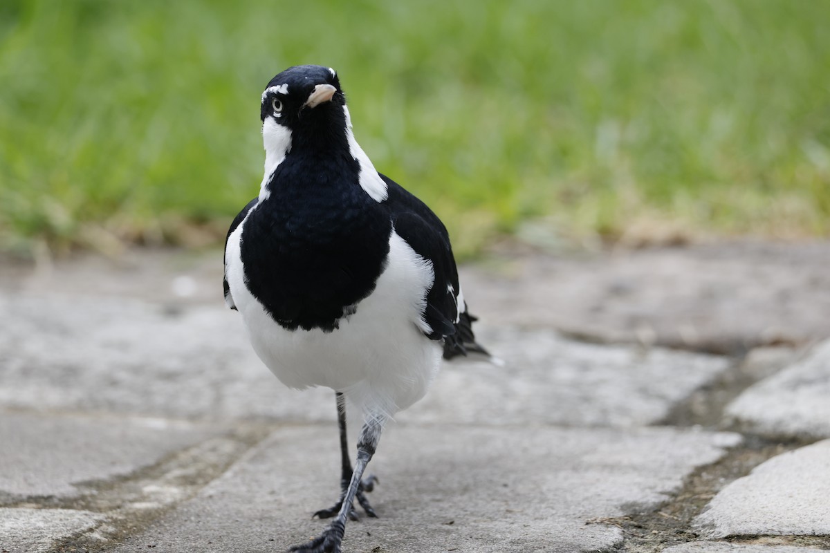 Magpie-lark - ML646335086