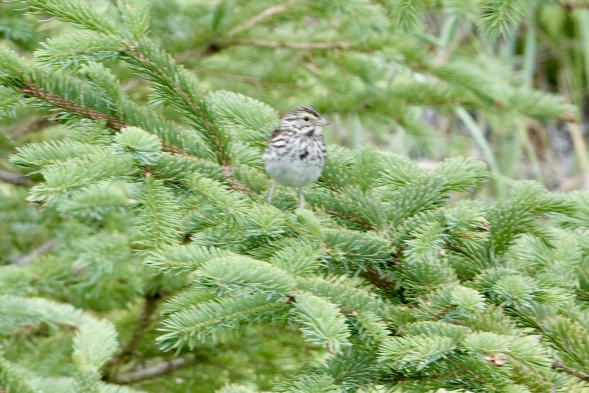 Grasammer - ML646335091