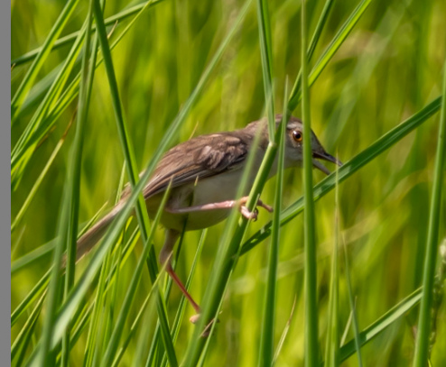 Ihi-txoria - ML646335094