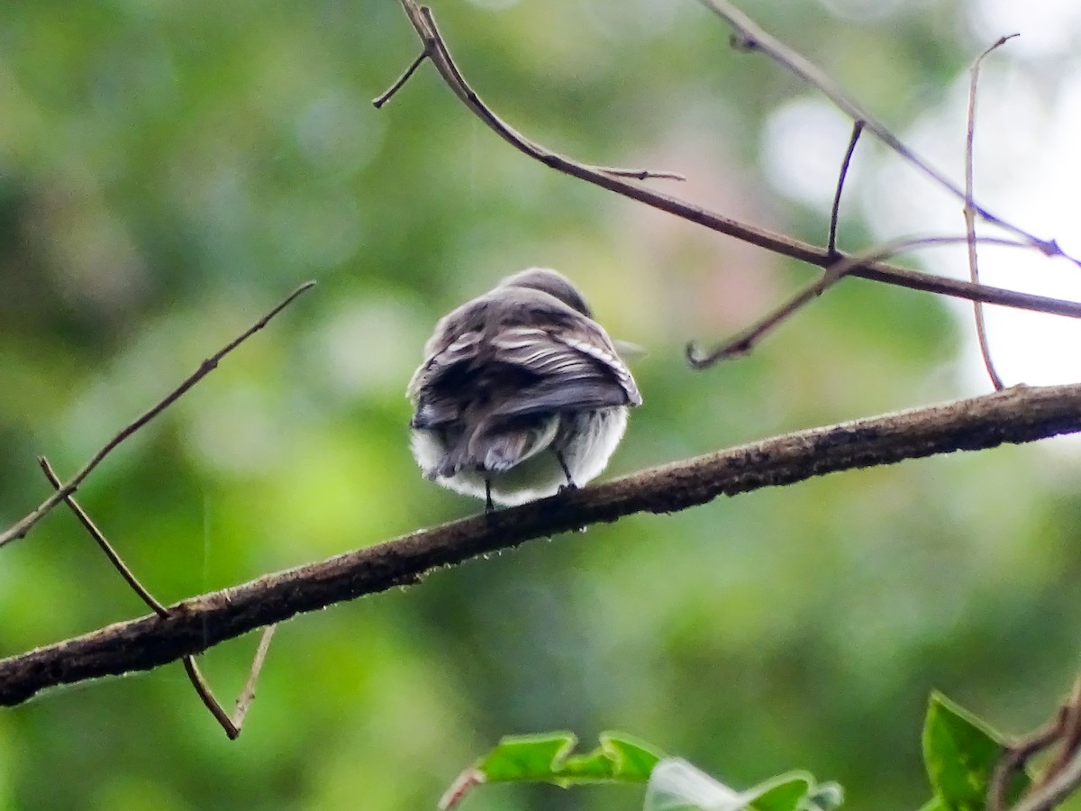 pewee sp. (Contopus sp.) - ML646335119