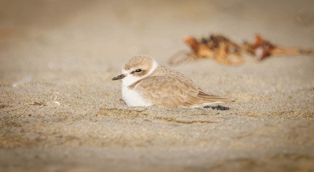 Snowy Plover - ML646335120