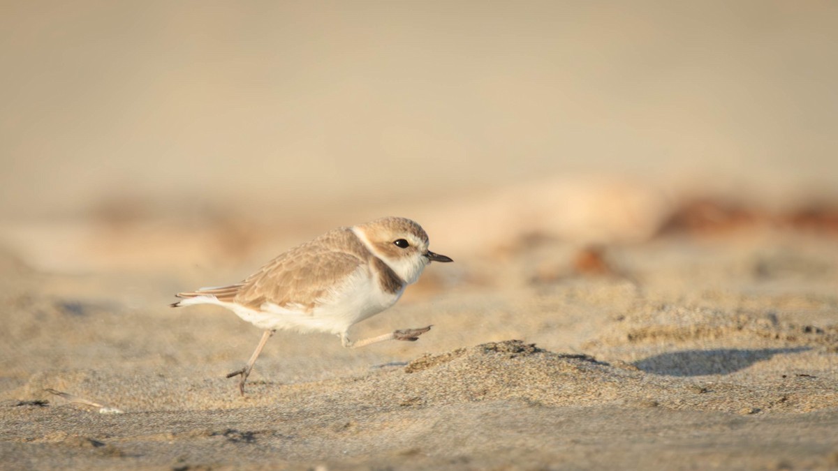 Snowy Plover - ML646335121