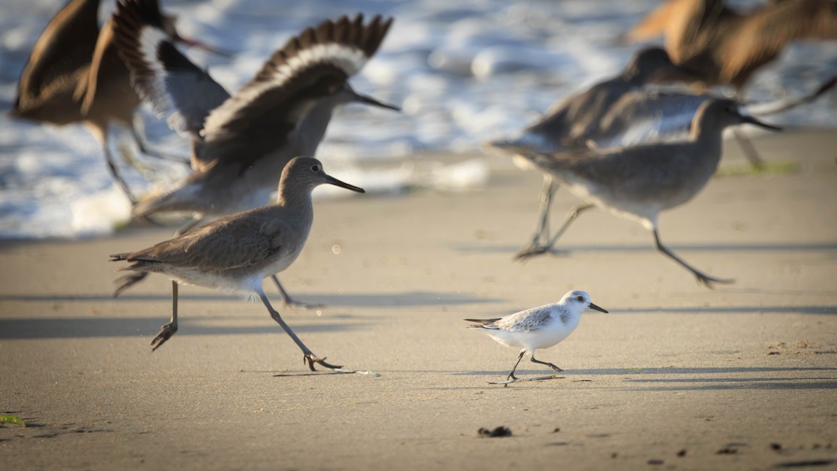 jespák písečný - ML646335146