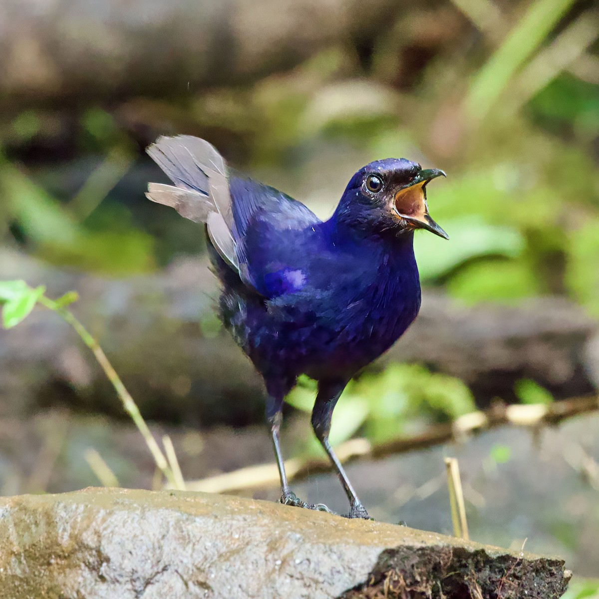 Javan Whistling-Thrush - ML646335153