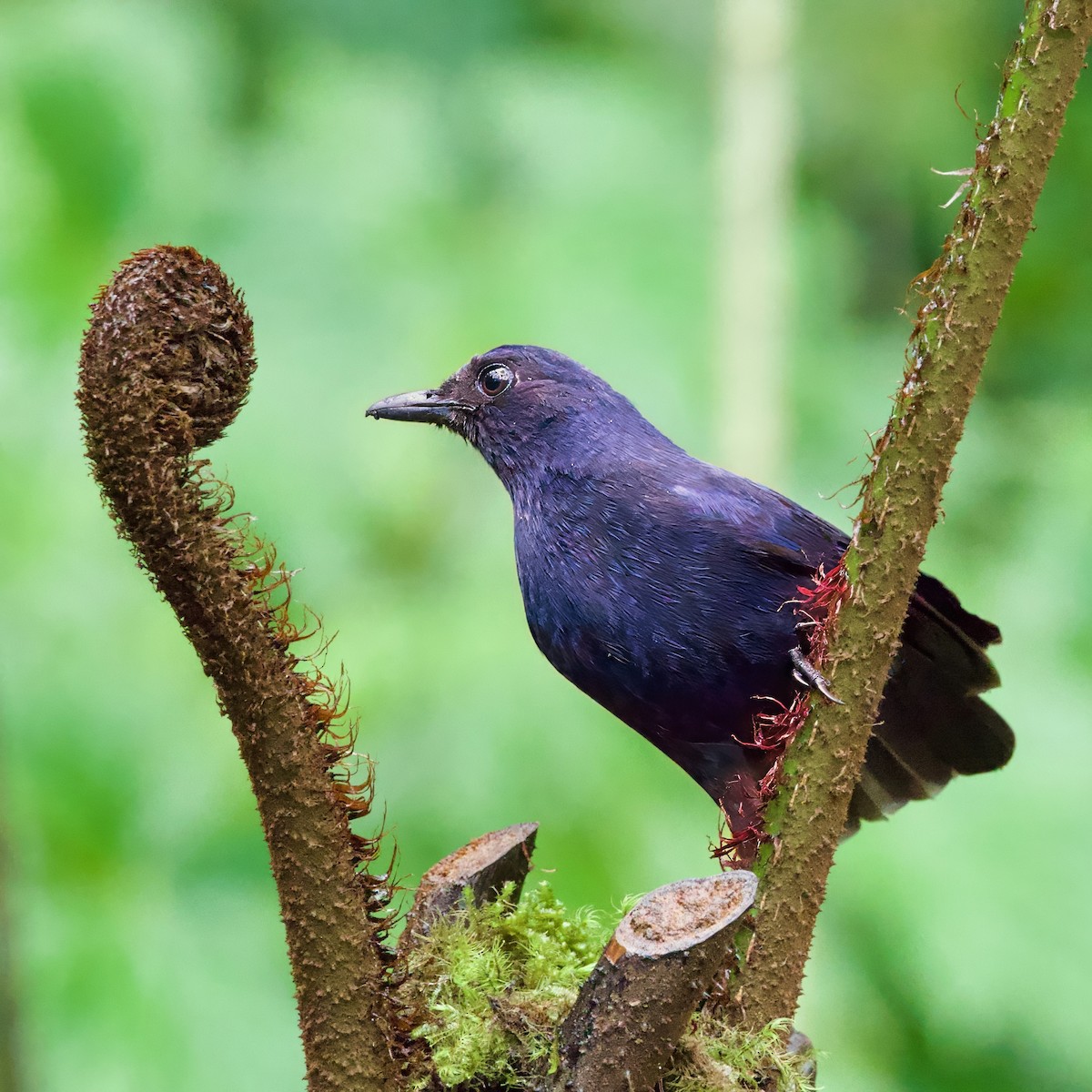 Javan Whistling-Thrush - ML646335154