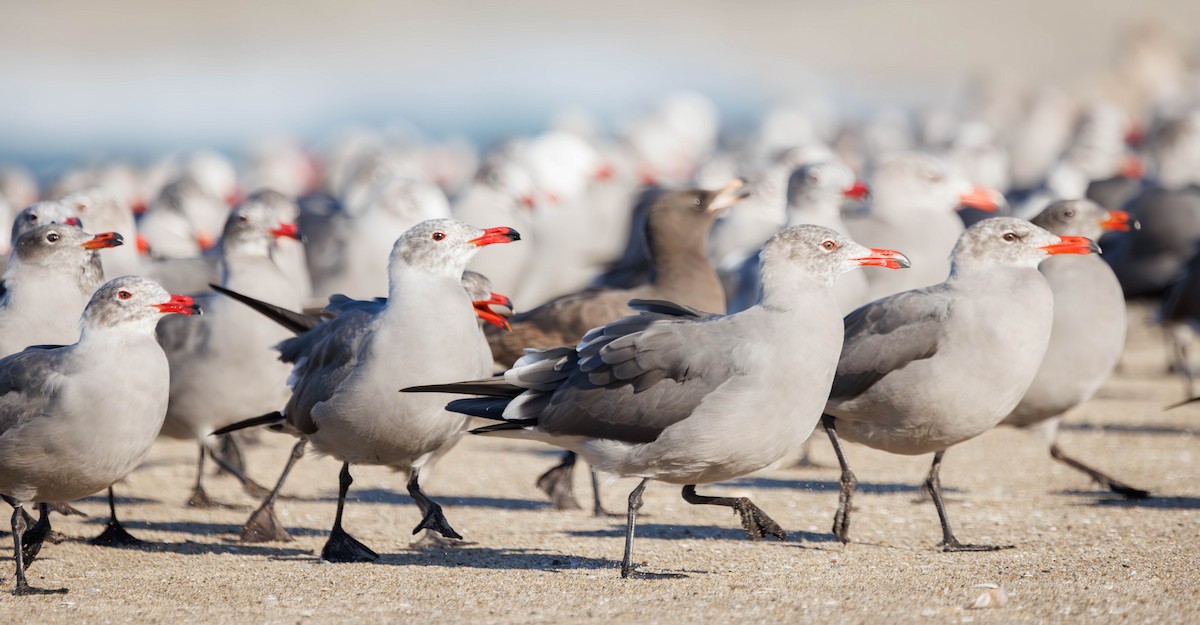 Heermann's Gull - ML646335161