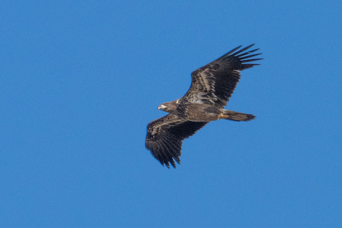 Bald Eagle - ML646335162