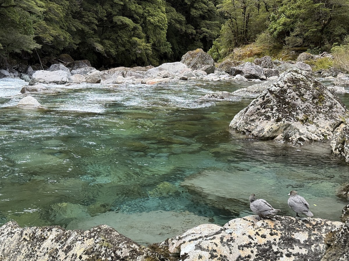 Blue Duck - ML646335178