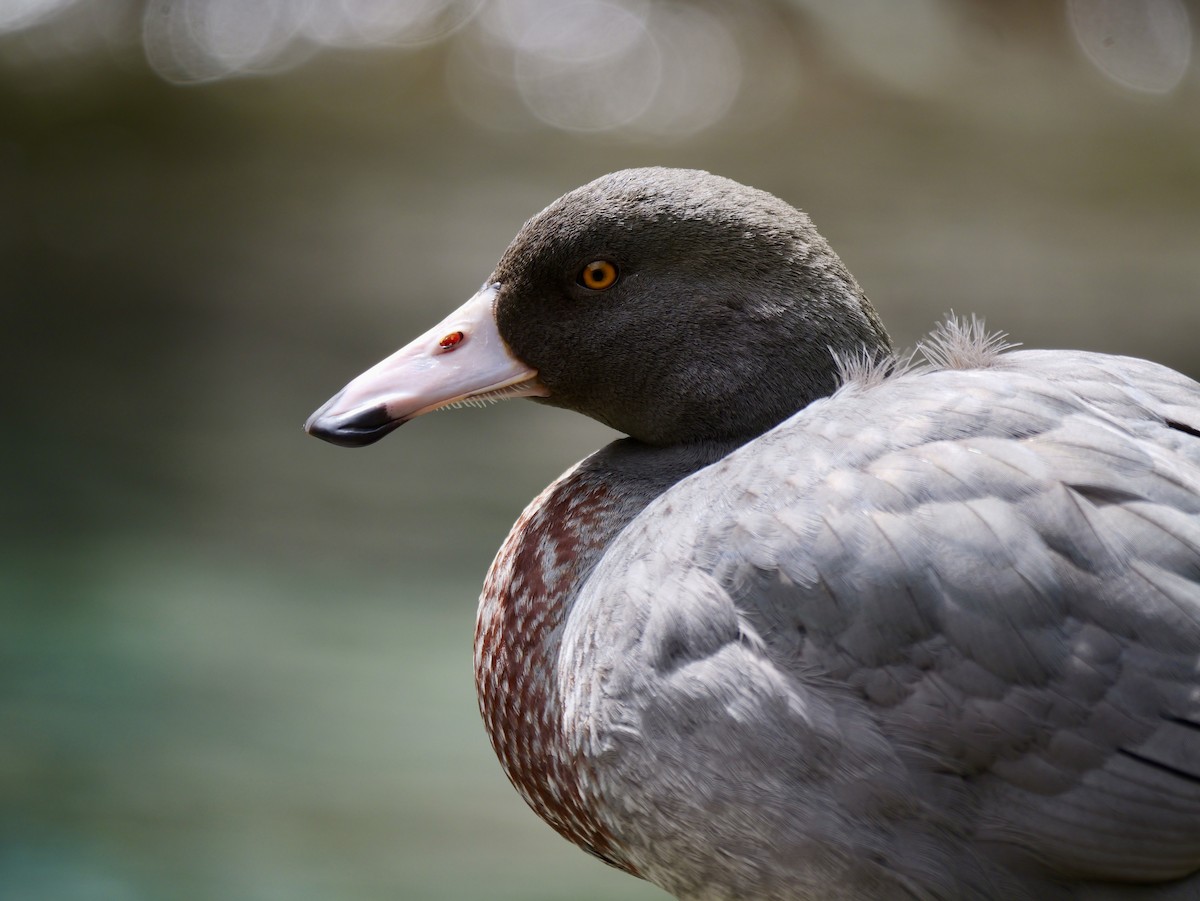 Blue Duck - ML646335180