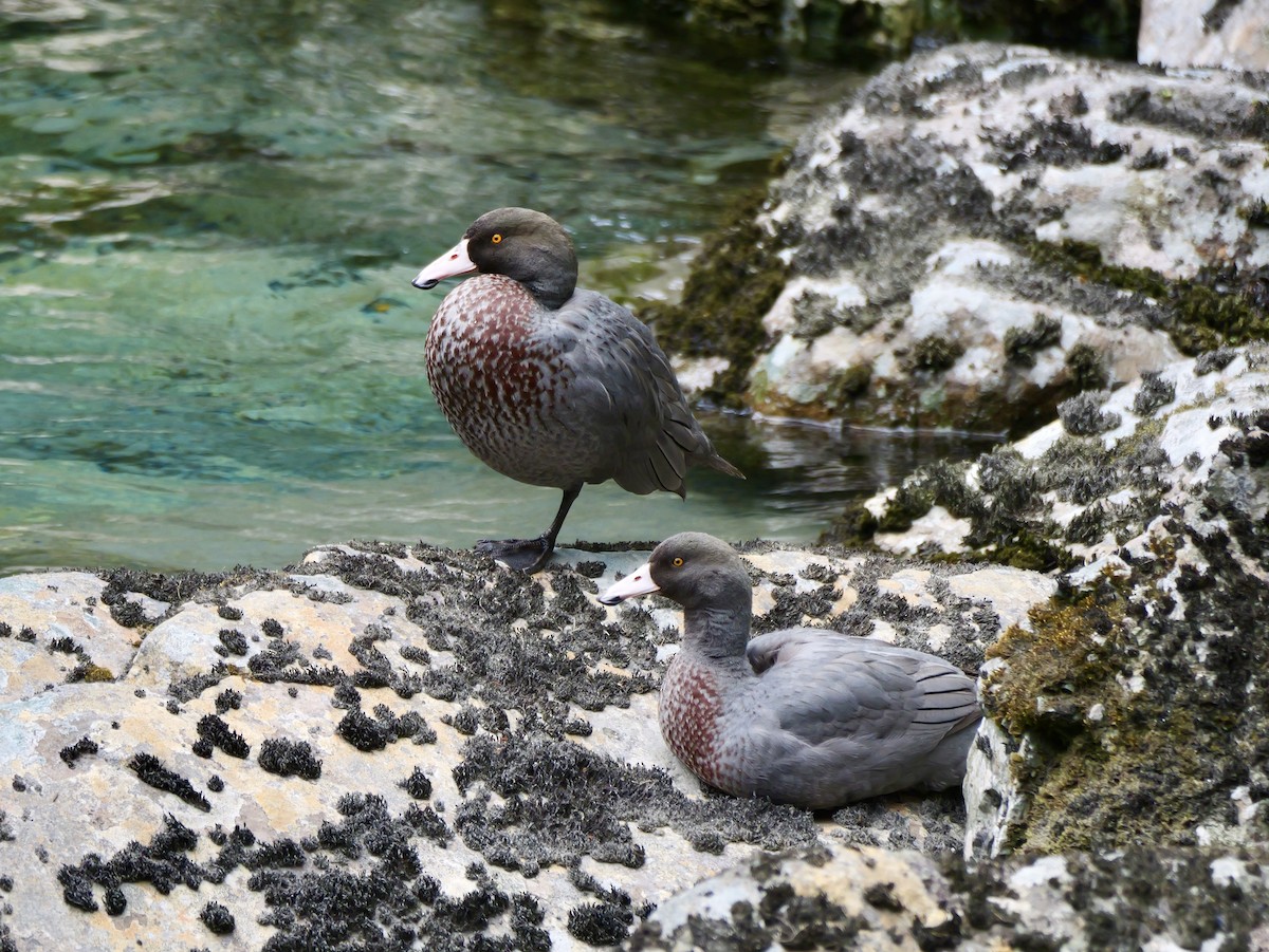 Blue Duck - ML646335181