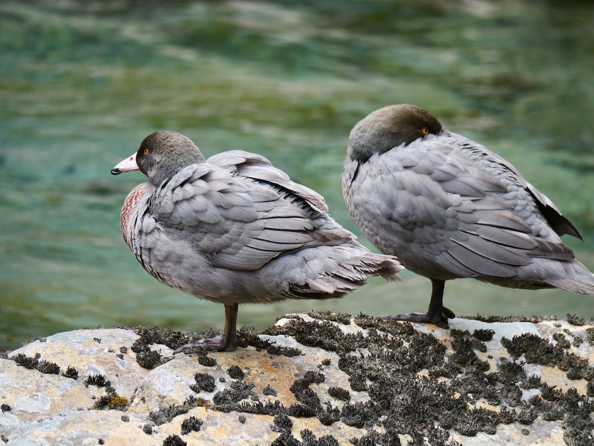 Blue Duck - ML646335182