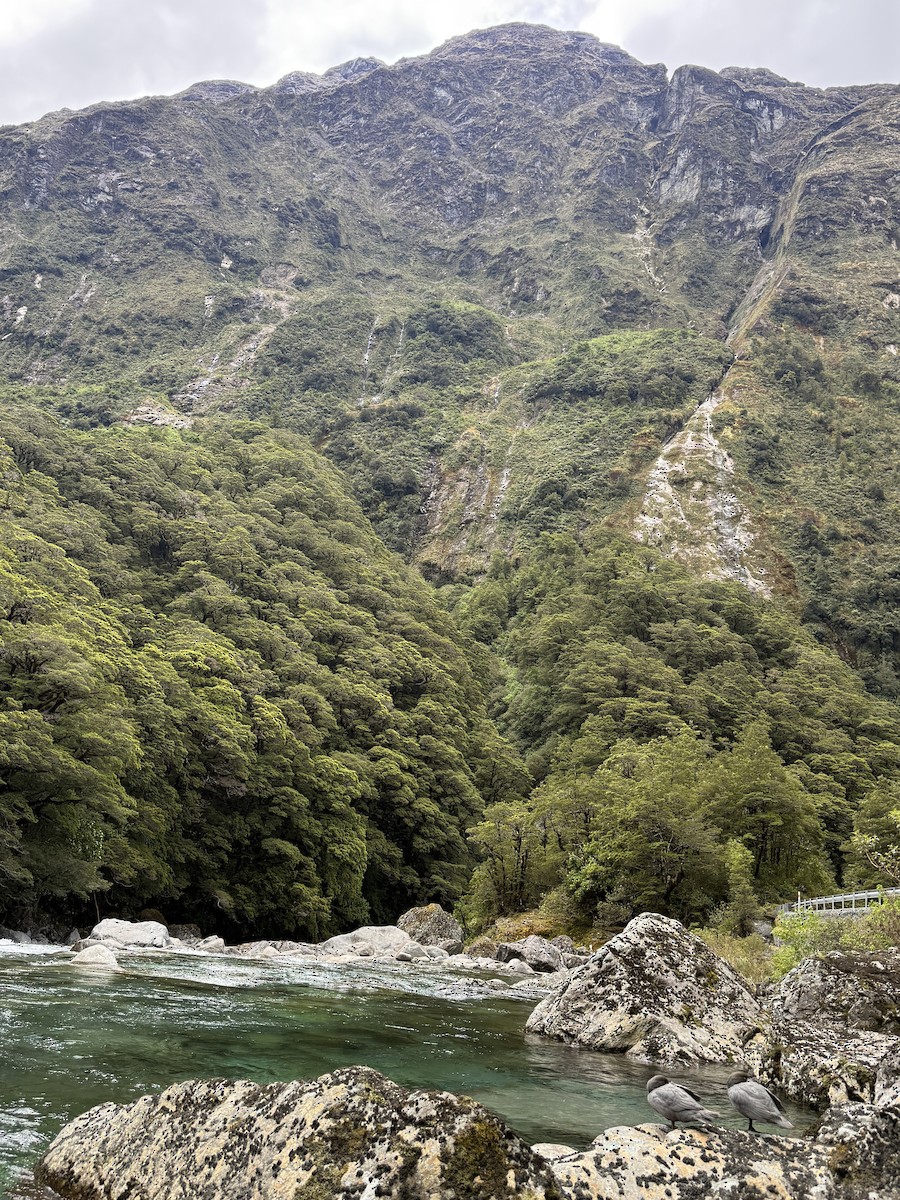 Blue Duck - ML646335183