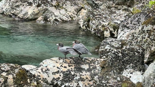 Blue Duck - ML646335185