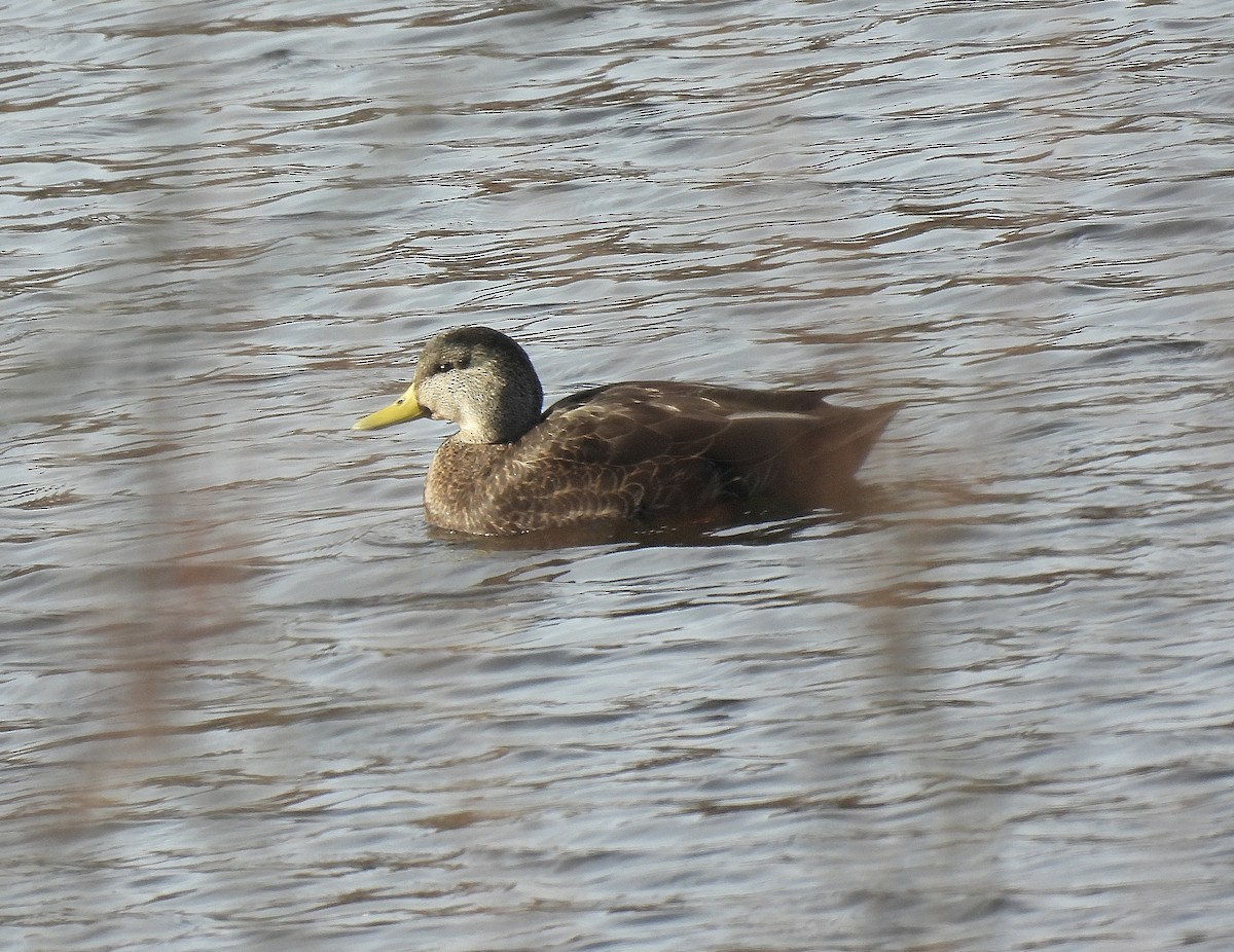 American Black Duck - ML646335202