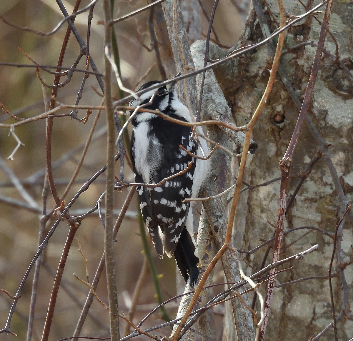 Downy Woodpecker - ML646335203